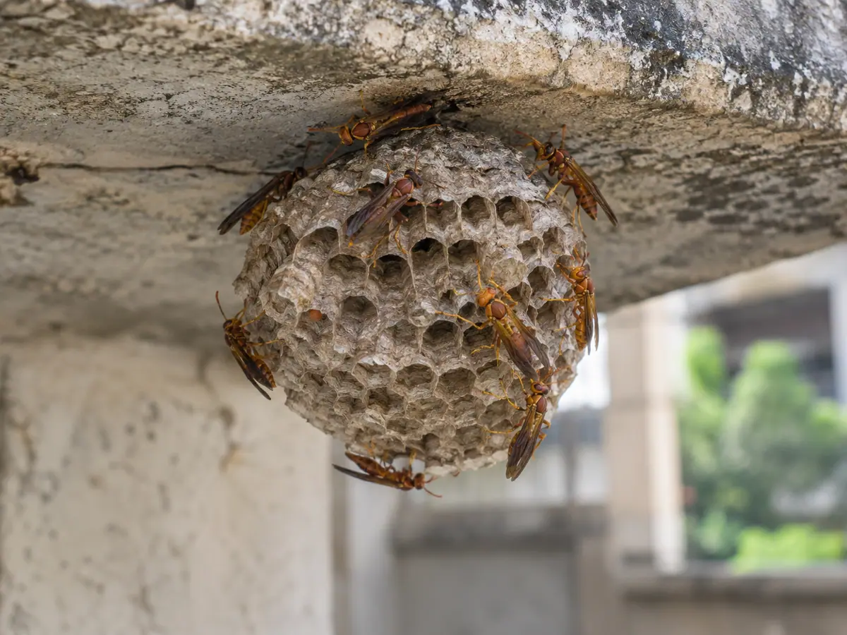 Paper wasp nest hanging under a ledge
